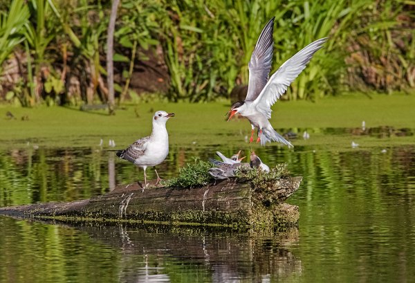 Озерная Чайка слеток