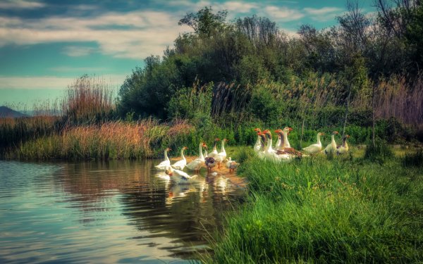 Пруд Журавлиная заводь