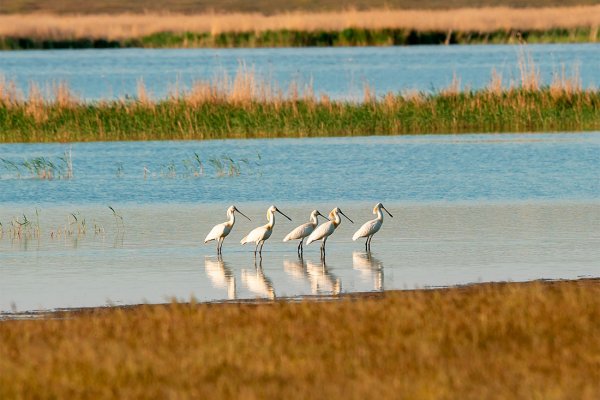 Озеро Маныч-Гудило