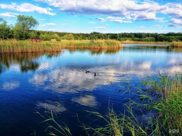 Птичья гавань Омск