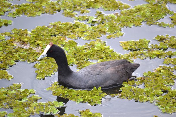 Утка лысуха