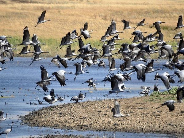 Птицы озера Маныч Гудило