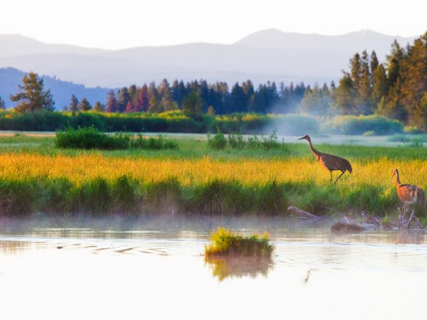 Лес птицы и животные озеро