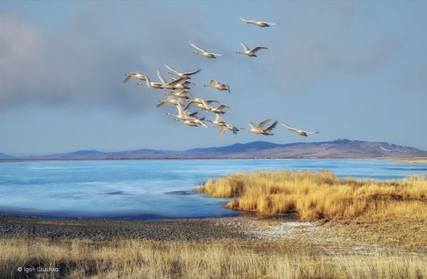 Перелетные птицы улетают на Юг