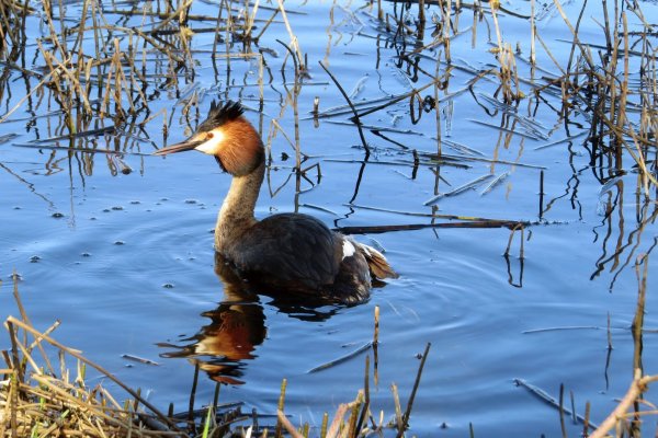 Водоплавающие птицы Ленинградской области