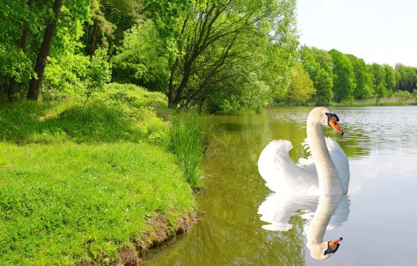 Река лебедь
