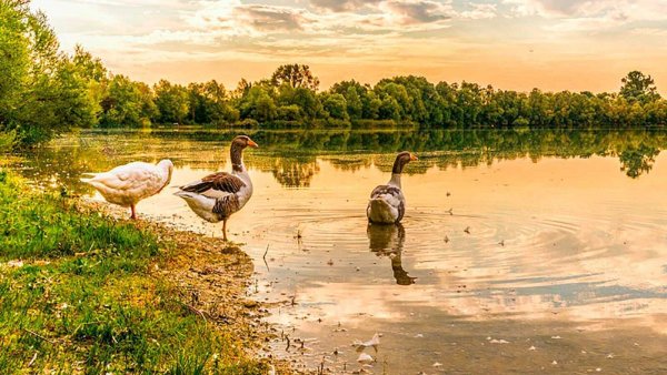 Пейзаж с утками