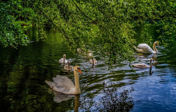 Лебеди на озере
