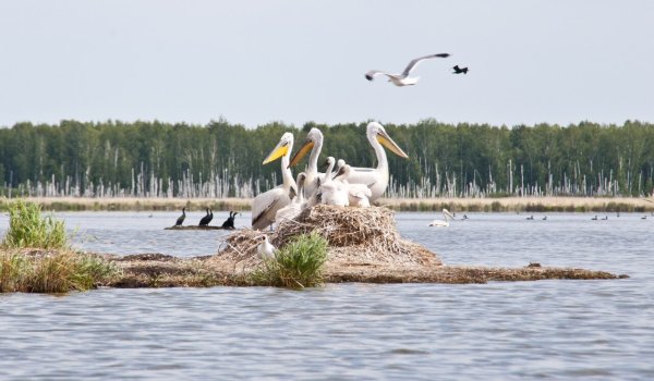 Пеликаньи острова в Омской области