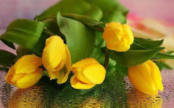 Доброе утро желтые тюльпаны