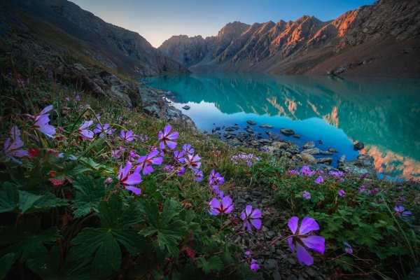 Альберт дрос Кыргызстан