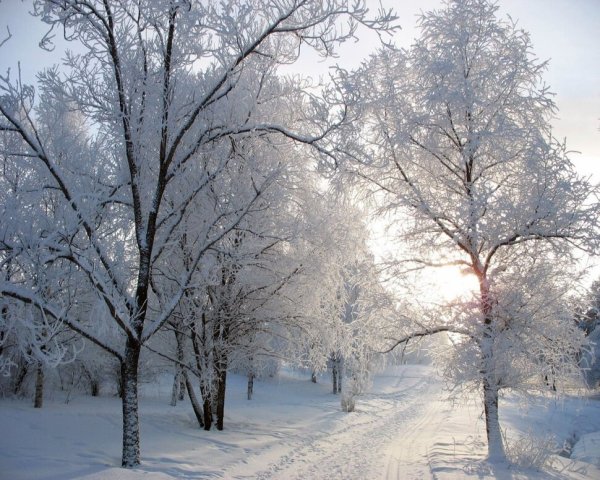 Деревья в инее солнце