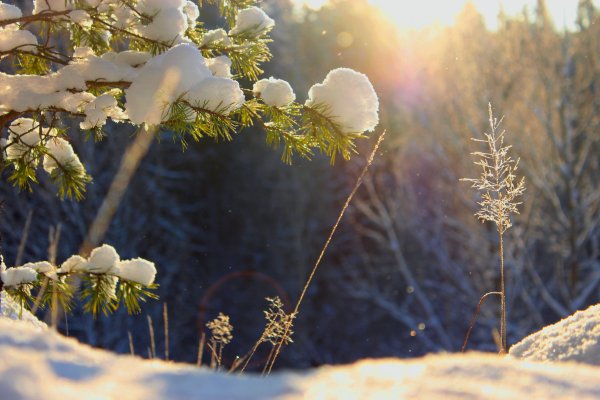 Февраль природа