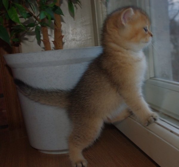 Котенок ждет