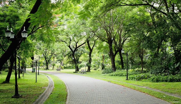 Зеленый парк Новогиреево