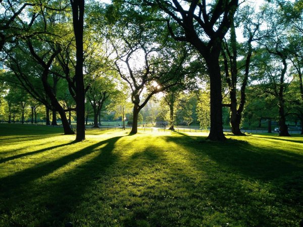 Зеленый парк