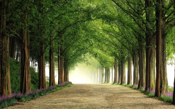 Красивая аллея