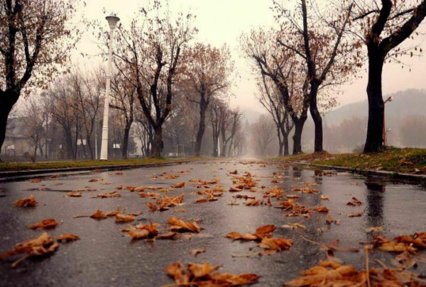 Поздняя осень дождь
