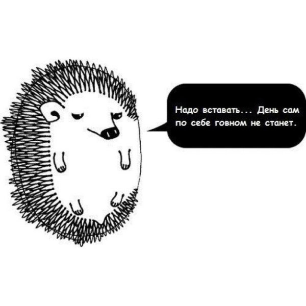 Шутки про ежика