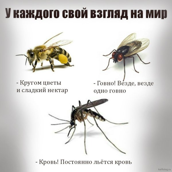 Муха и пчела