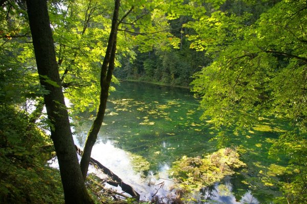 Речка Лопухинка в Ленинградской области