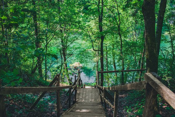 Экотропа Лопухинка