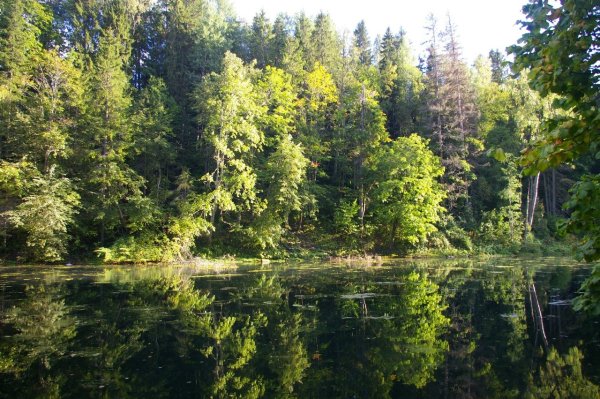 Озера в Лопухинке Ленинградской области