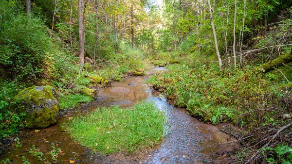 Лопухинка Родники