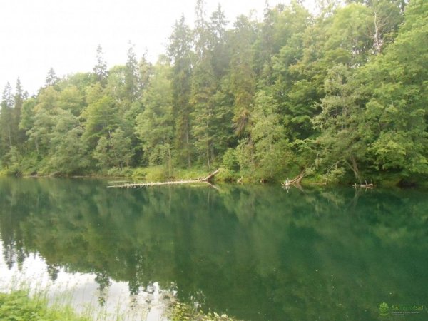 Экотропа Лопухинка радоновые