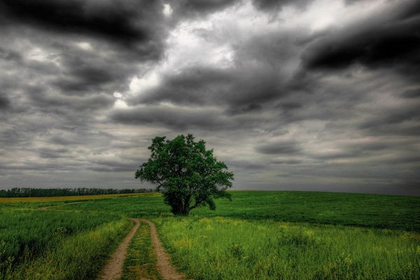 Пасмурная природа