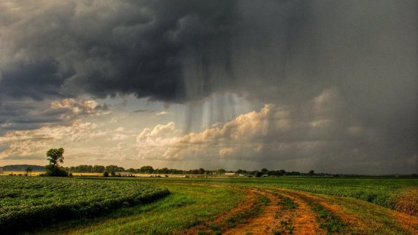 Пасмурная погода на поле с ветром