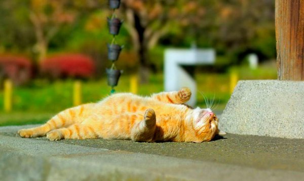 Котик на солнышке