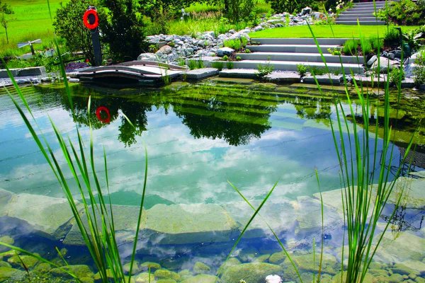 Ирисы биоплато