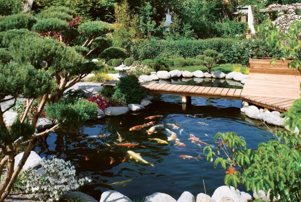 Ландшафт пруда