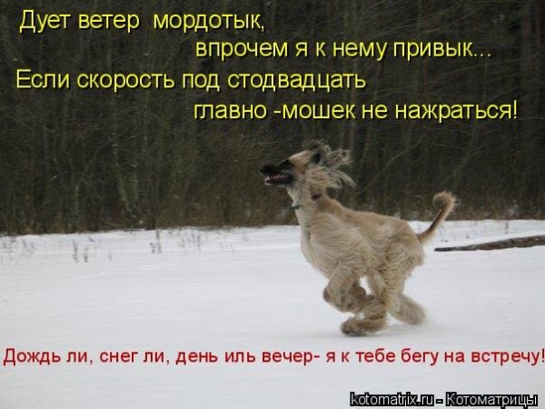 Сильный ветер прикол