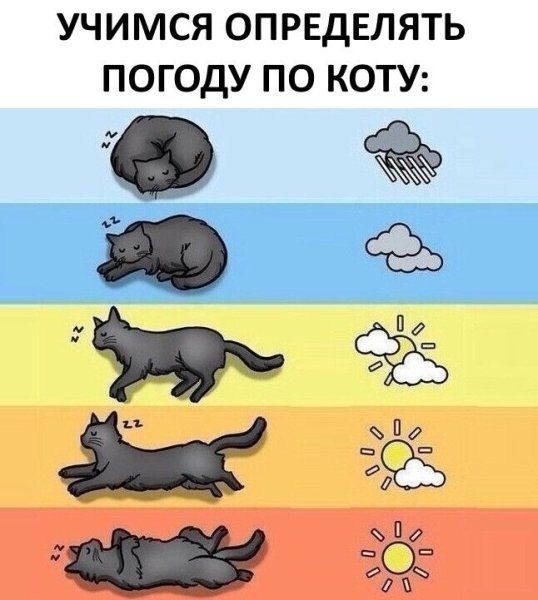 Кошки предсказывают погоду