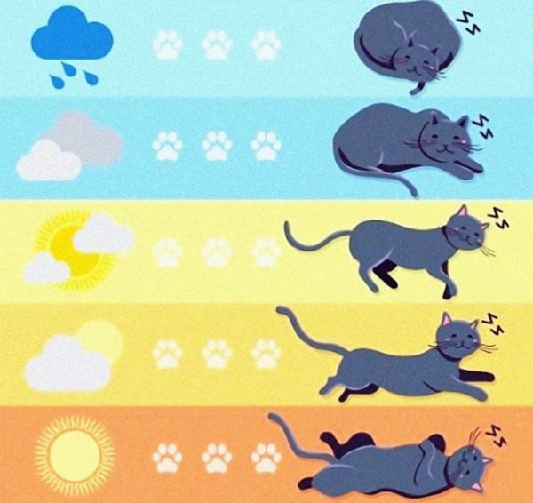 Кошки предсказывают погоду