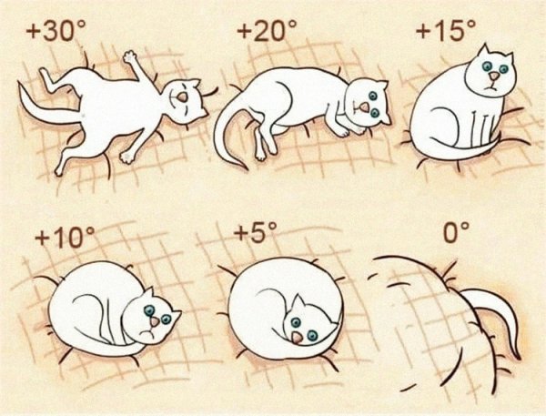 Определяй погоду по коту