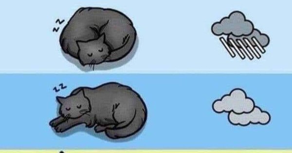 Определяем погоду по коту