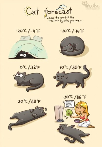 Как определить погоду по коту