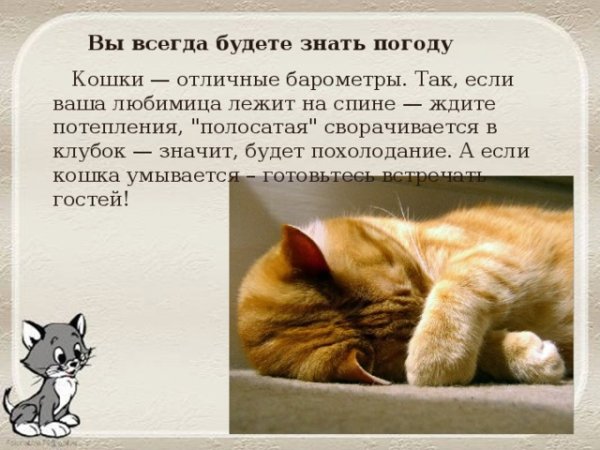 Определяем погоду по коту