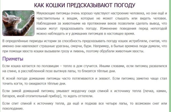 Приметы про кошек и погоду