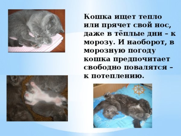 Если кошка прячет нос