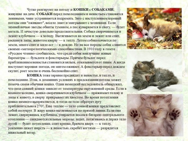 Сообщение живые барометры