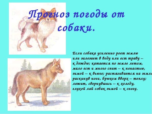 Как определить погоду по собаке