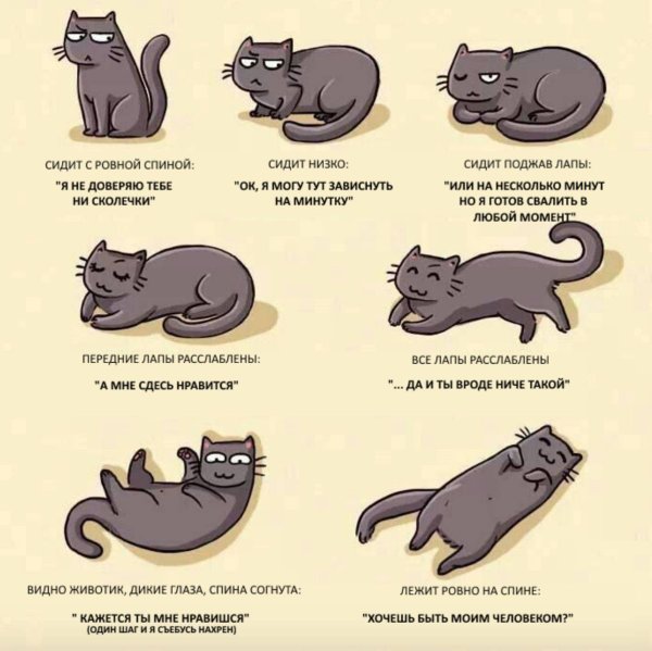 Позы кошек названия