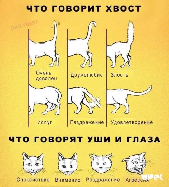 Язык тела кошек