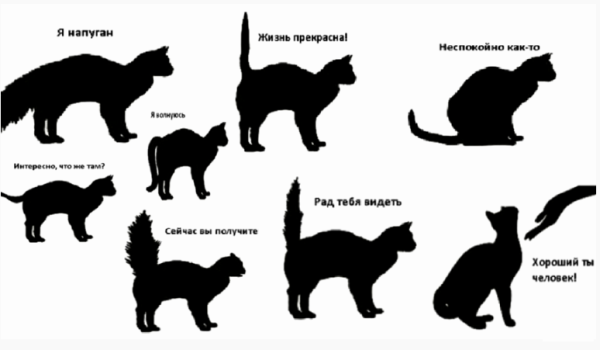 Поведение хвоста у кошек