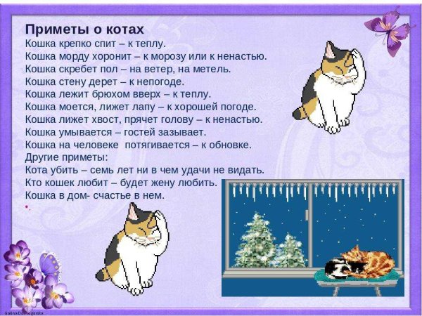 Приметы о котах и кошках