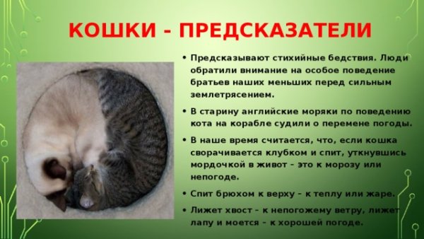 Кошки предсказывают землетрясения